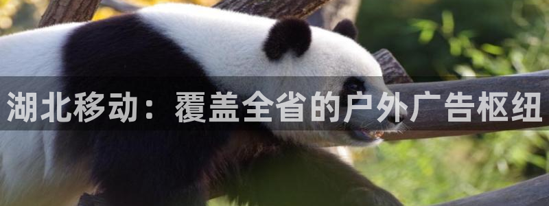 杏宇平台代理多少钱一个月