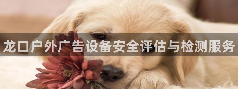 杏宇平台官网注册